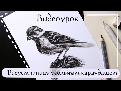 Видео: Видеоурок: рисуем воробья угольным карандашом