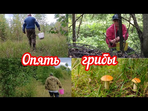 Видео: По ГРИБЫ , они не отпускают 😀🌲 