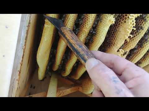 Видео: Колодный  МЁД !!!Отбор -изьятие ,...!!! Ч1