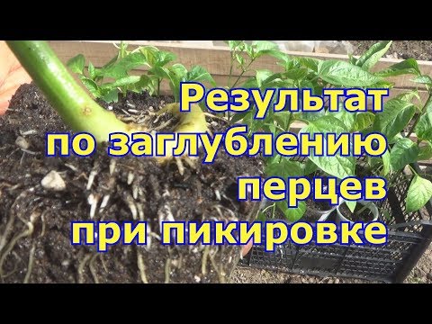 Видео: Заглубление перцев при пикировке. Высадка перцев в теплицу. Перец дает дополнительные корни