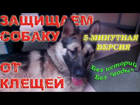 Видео: Как защитить собаку от клещей. Информация за 5 минут / Кинология / Зоопсихология