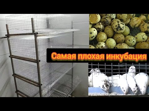 Видео: Плохая инкубация перепёлок.Строим клетки для перепелов.