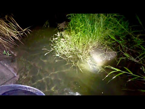 Видео: Ловля угрей премиум-класса в мутной реке