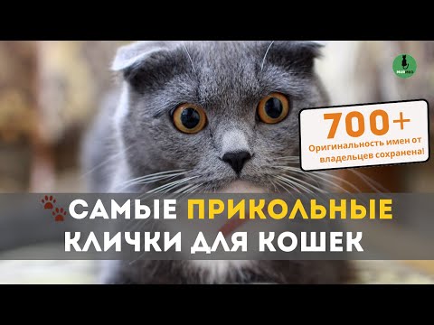 Видео: Самые Прикольные Клички для Кошек (750 Смешных Имен Взятых с Реальных Питомцев)