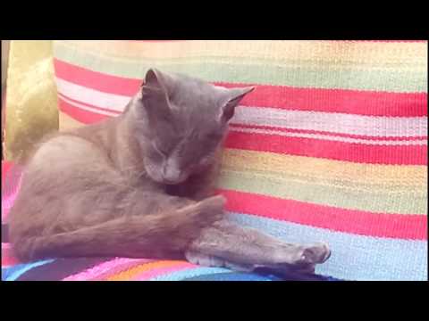 Видео: Поход в Гандрабуры