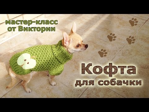 Видео: Кофта для собачки спицами.