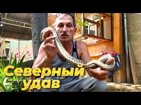 Видео: Северный удав!