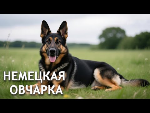 Видео: Пастух Или Солдат? Вся Правда О Немецкой Овчарке. История Характер Факты. Создатель Немецкой Овчарки