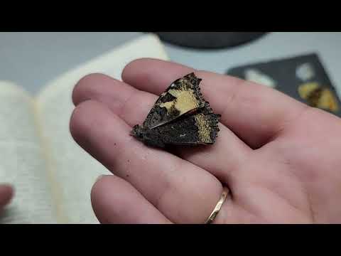 Видео: ' Спонтанные зарисовки ' Влог 16-22/06/25/ скрапбукинг/  scrapbooking