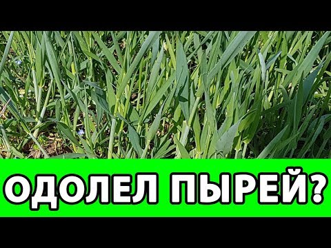 Видео: КАК БОРОТЬСЯ с ПЫРЕЕМ на ОГОРОДЕ