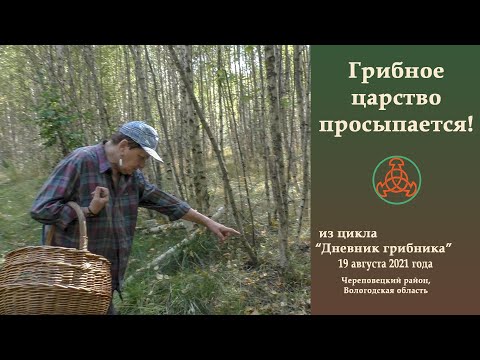 Видео: Грибное царство просыпается! Из цикла "Дневник грибника" 19 августа 2021 года.