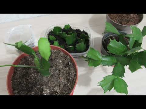 Видео: Результат укоренения декабриста одним сегментом  #комнатныерастения#декабристцветок#шлюмбергера