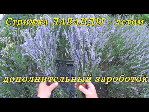 Видео: "Стрижка ЛАВАНДЫ летом" или "новый виток в бизнесе на декоративных растениях".