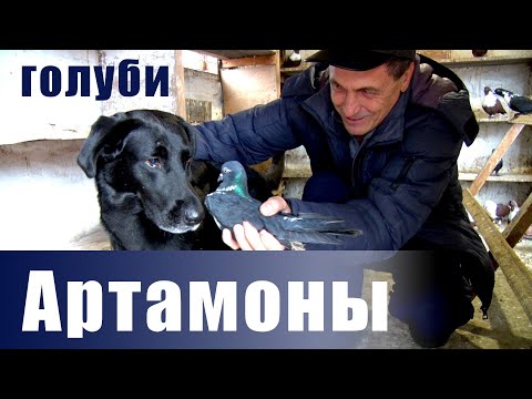 Видео: В гостях у Владимира Мацоры. Голуби Артамоны.