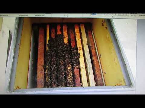 Видео: гибель пчел в январе и феврале - причина  и как подстраховаться от потерь пчел - часть 1