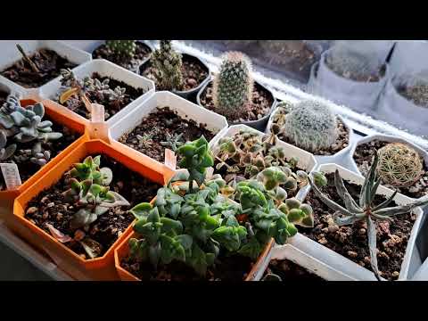 Видео: Обзор комнатных растений после зимы.  1 марта 2024 г.