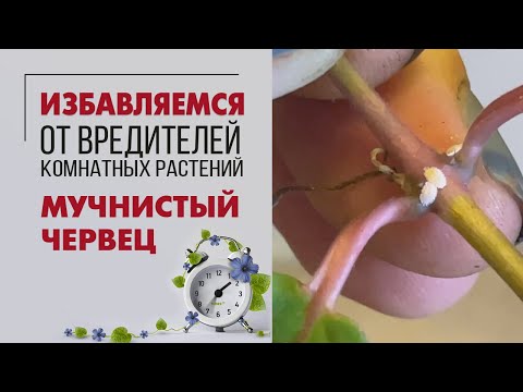 Видео: От мучнистого червеца за 15 минут | Как избавится от мучнистого червеца | Лучший препарат в действии