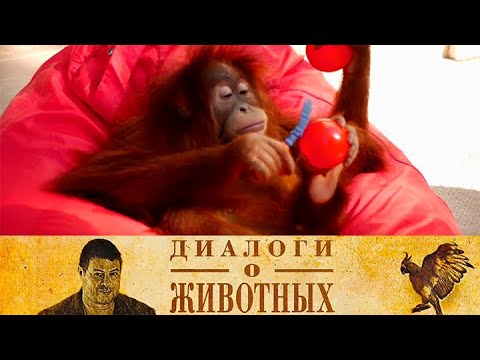 Видео: Сафари Парк в Геленджике. 16-я серия // Диалоги о животных @SMOTRIM_KULTURA
