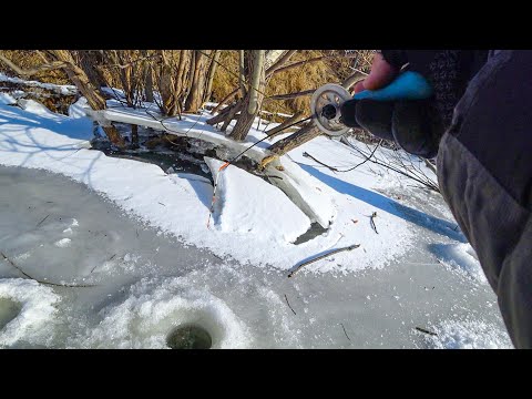 Видео: ТОЛЬКО ОПУСТИЛ безмотылку в КОРЯЖНИК, КАК КИВОК ВНИЗ  Рыбалка на реке зимой в 2025