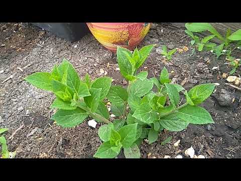 Видео: Как растет  гортензия Самарская Лидия из Поиска.
