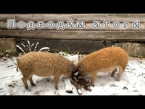 Видео: Убрали венгерских мангалиц. Итоги 8 месяцев.