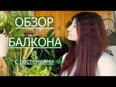 Видео: Небольшой обзор балкона с растениями. У меня это впервые))