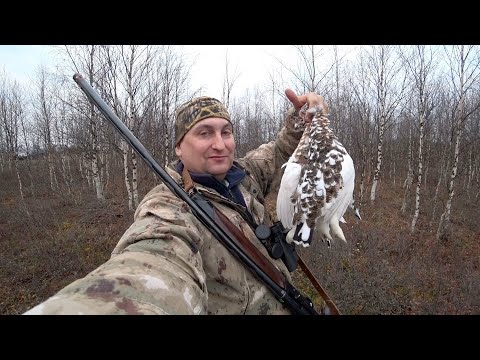 Видео: ОХОТА НА КУРОПАТОК В НЕНЕЦКОЙ ТУНДРЕ / ОХОТА НА КРАЮ ЗЕМЛИ / Grouse Hunting