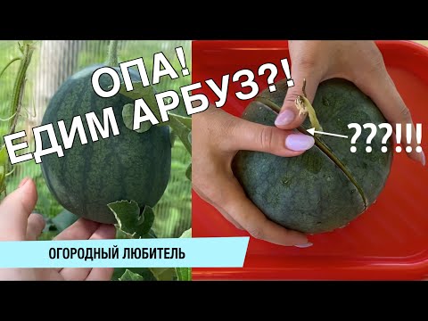 Видео: АРБУЗНИК ДАЕТ ПЕРВЫЙ УРОЖАЙ