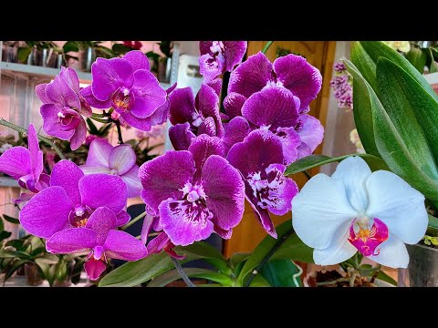 Видео: ОРХИДЕИ ЦВЕТУТ ГОДАМИ // эти сорта орхидей ДОЛГОЦВЕТЫ // орхидея ВЕЛЬВЕТОВОЕ ВИНО