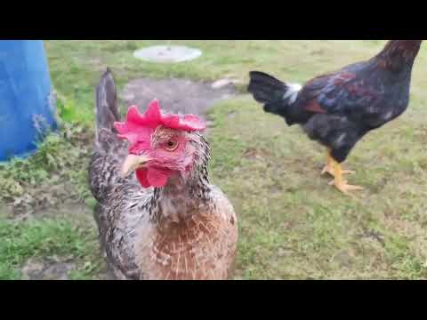 Видео: 6 ноября 2025 г.