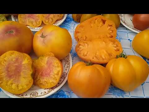 Видео: Крупноплодные, мясистые, вкусные томаты. В открытом грунте Черноземья.