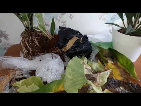 Видео: Долгожданная посылка с Таиланда.Антуриум вариегатный. 25 дней в пути.anthurium variegata