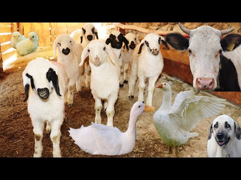 Видео: Животные на ферме в волшебном природном пейзаже, коровы, овцы и утки на берегу реки, звуки животных