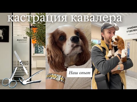 Видео: Кастрация кавалер кинг чарльз спаниеля: наш опыт и восстановление