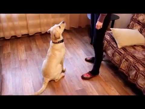 Видео: Дрессировка собаки в домашних условиях