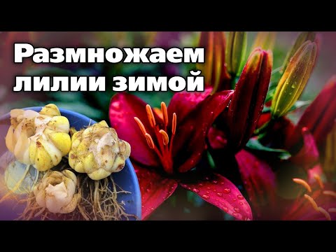 Видео: Удобный способ размножения лилии. Быстро, просто, бесплатно