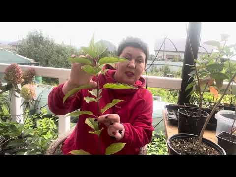 Видео: Как сделать гортензию на ножке - штамбе. Экономим бюджет 🎉 Отправка от 2 штамбов.