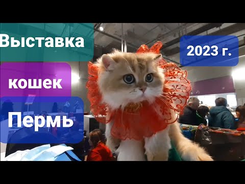 Видео: Выставка кошек в Перми 😻 Породы на любой вкус и цвет 😺 ! 21 октября 2023 г.