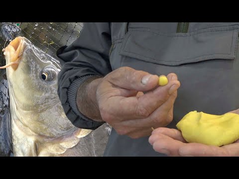 Видео: Супер насадка (мастирка) для риби. Насадка для коропа,карася,білого амура.