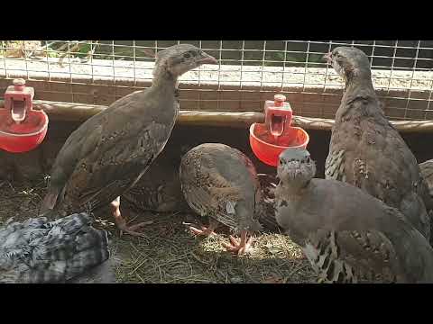 Видео: Кеклики молодые Турецкие  и гибрид Иран и Пакистан