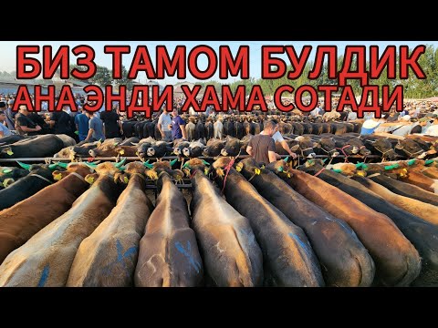Видео: ХУЖАОБОД МОЛ БОЗОРИ ЯНГИ НАРХЛАРИ БУКАЛАР НАРХИ ТУШТИ КЕТИ ХАРИДОР ЙУГ БОЗОРДА 