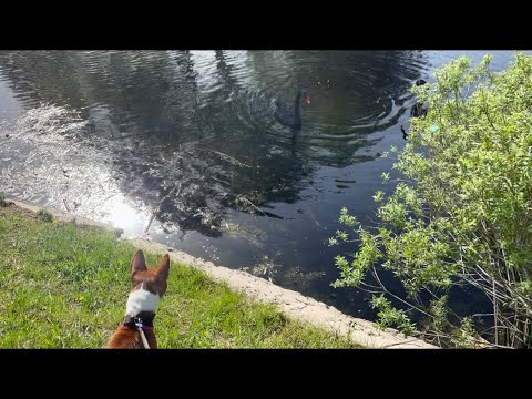 Видео: ПРОГУЛКА с БАСЕНДЖИ в БОТАНИЧЕСКОМ САДУ