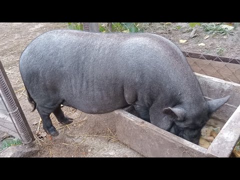Видео: Чому ми обрали В'ЄТНАМСЬКИХ СВИНЕЙ.Вигідно чи ні!?Наш досвід