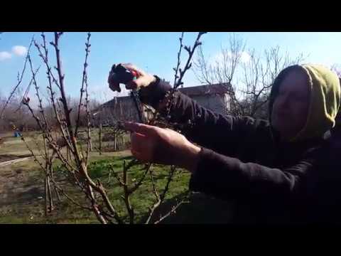 Видео: Резитба 4год. Праскова