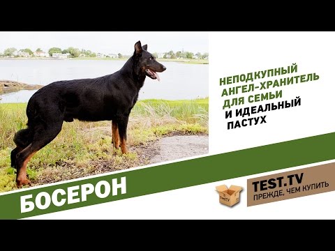 Видео: TEST.TV: Босерон не длинношерстный доберман.