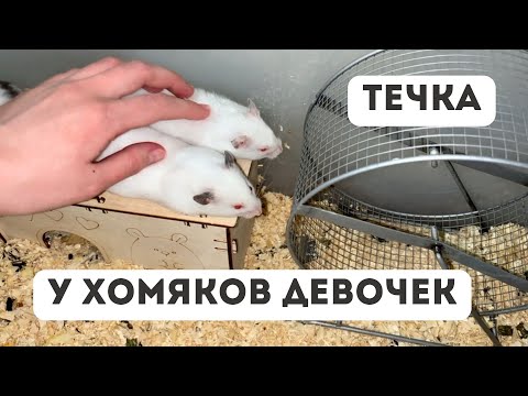 Видео: 🐹 У моих хомячих началась течка! Это очень смешно!