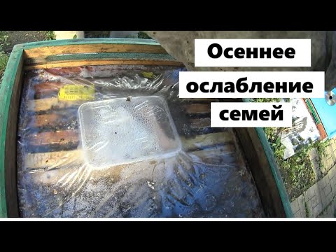 Видео: Осеннее ослабление семей.