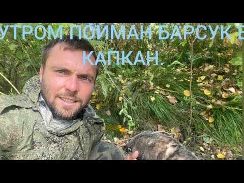 Видео: ПРИМАНКА СРАБОТАЛА. ДОБЫЛ БАРСУКА В КАПКАН. ПРИТРАВЛИВАЮ МАЛЫША. ОХОТА НА БАРСУКА 2025 ЧАСТЬ 4.