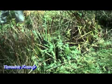 Видео: ЗОЛОТОЕ ЛЕТО - Марина Журавлёва