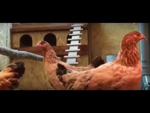 Видео: Мобильный курятник из морского контейнера.